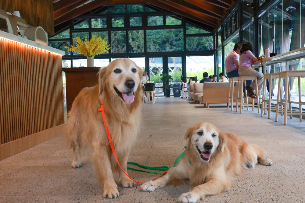 宜蘭礁溪咖啡廳推薦｜Herbelle Tea 湖畔茶屋。龍潭湖玻璃屋湖景第一排，寵物友善可帶毛小孩