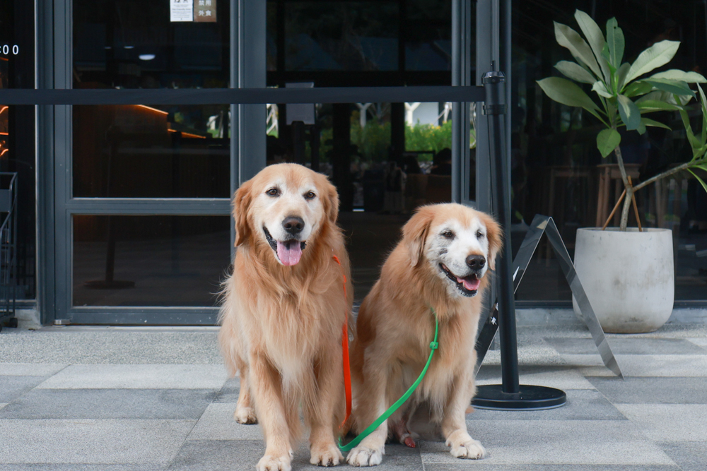 宜蘭礁溪咖啡廳推薦｜Herbelle Tea 湖畔茶屋。龍潭湖玻璃屋湖景第一排，寵物友善可帶毛小孩