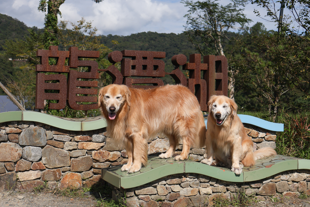 宜蘭礁溪咖啡廳推薦｜Herbelle Tea 湖畔茶屋。龍潭湖玻璃屋湖景第一排，寵物友善可帶毛小孩