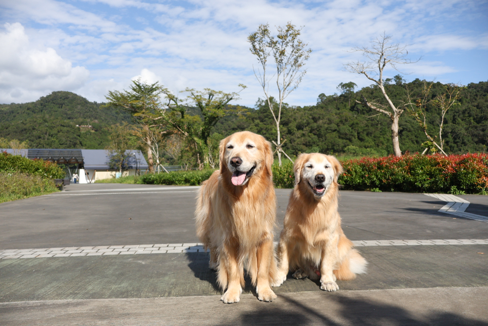 宜蘭礁溪咖啡廳推薦｜Herbelle Tea 湖畔茶屋。龍潭湖玻璃屋湖景第一排，寵物友善可帶毛小孩