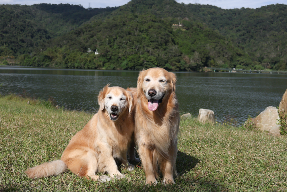 宜蘭礁溪咖啡廳推薦｜Herbelle Tea 湖畔茶屋。龍潭湖玻璃屋湖景第一排，寵物友善可帶毛小孩