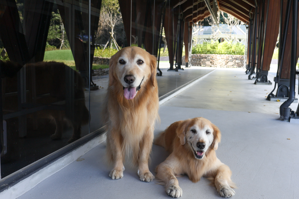 宜蘭礁溪咖啡廳推薦｜Herbelle Tea 湖畔茶屋。龍潭湖玻璃屋湖景第一排，寵物友善可帶毛小孩