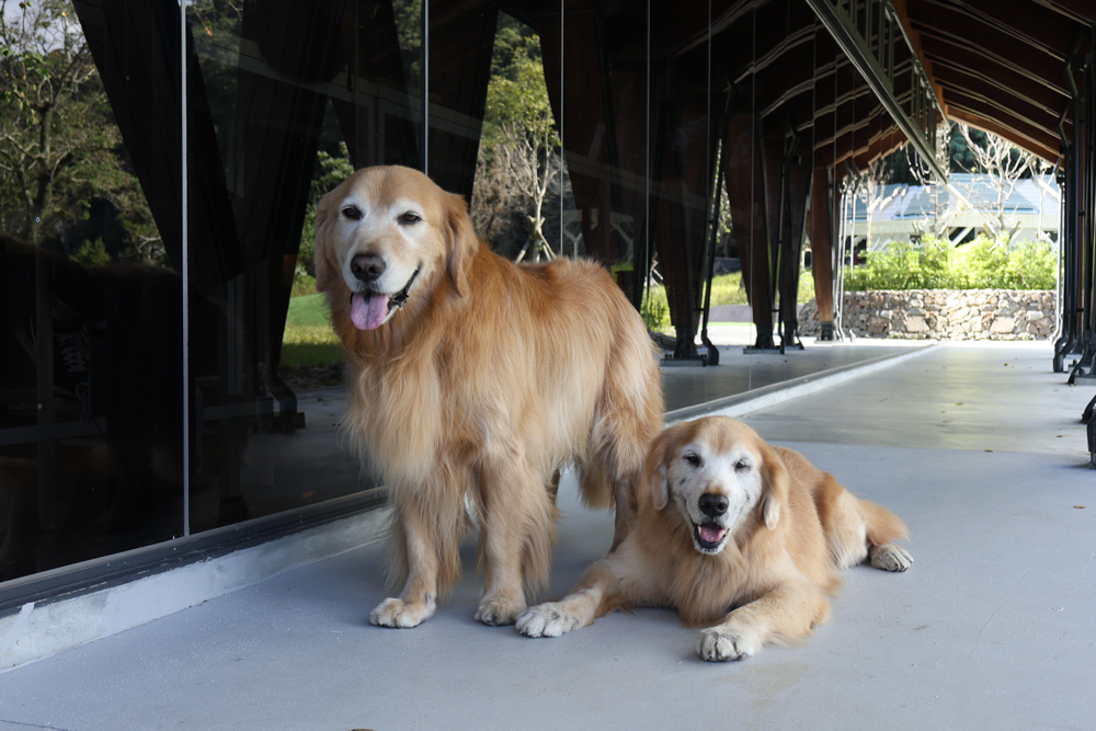 宜蘭礁溪咖啡廳推薦｜Herbelle Tea 湖畔茶屋。龍潭湖玻璃屋湖景第一排，寵物友善可帶毛小孩