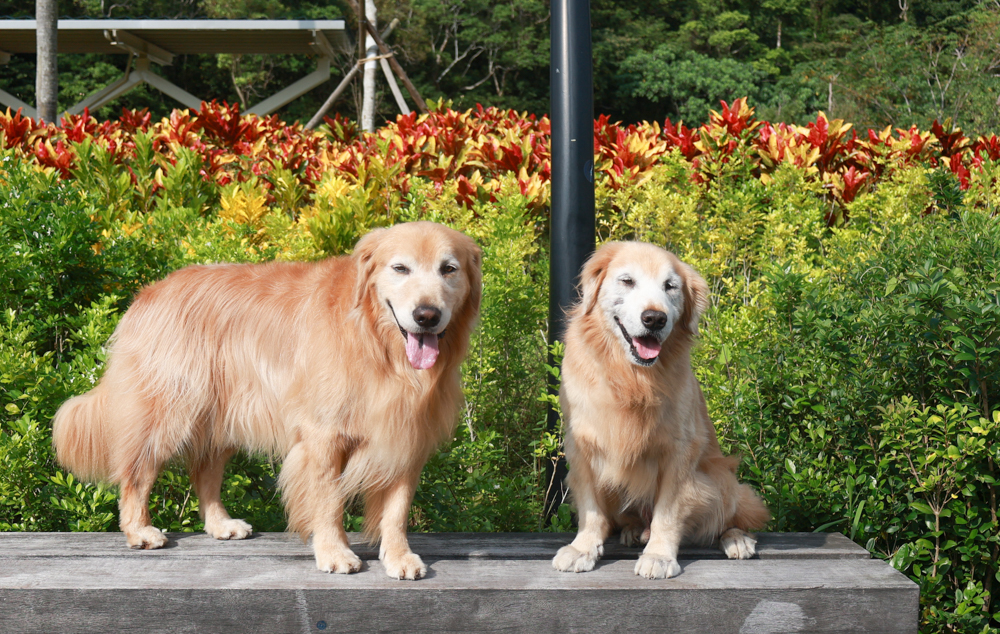 宜蘭礁溪咖啡廳推薦｜Herbelle Tea 湖畔茶屋。龍潭湖玻璃屋湖景第一排，寵物友善可帶毛小孩