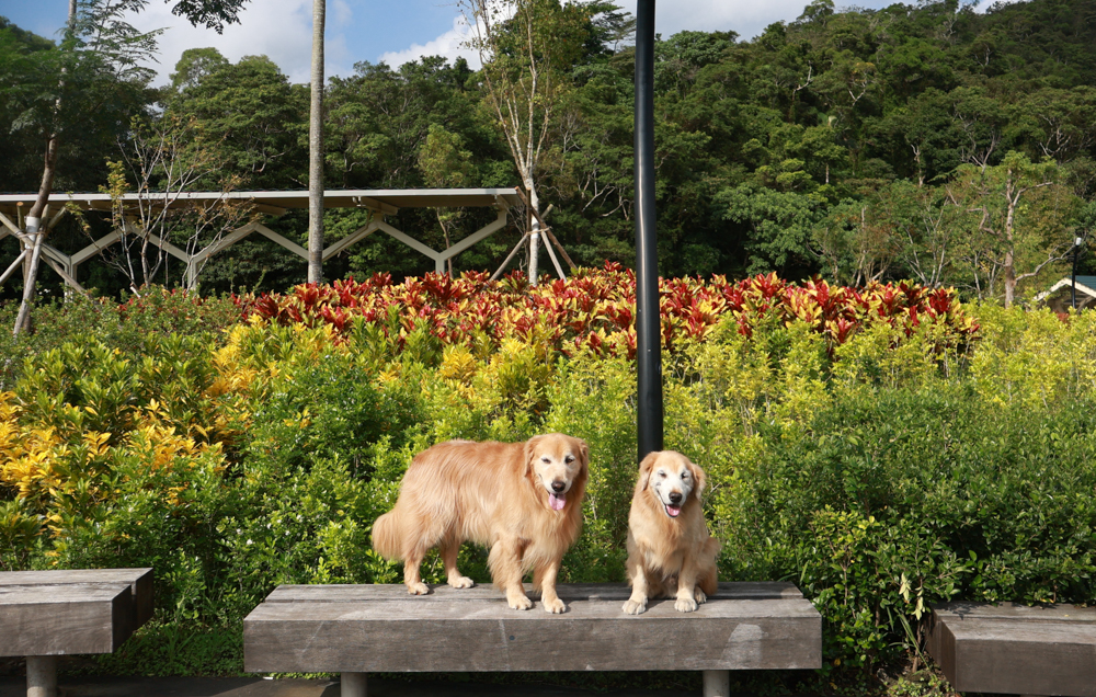 宜蘭礁溪咖啡廳推薦｜Herbelle Tea 湖畔茶屋。龍潭湖玻璃屋湖景第一排，寵物友善可帶毛小孩
