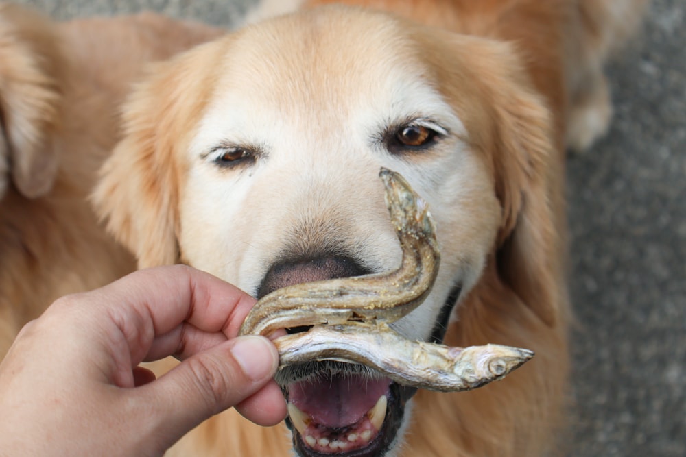 寵愛毛毛｜鱘龍魚精粹湯包、慢燉鮮鱘雞湯包。寵物補水營養湯包、慢火熬煮完整保留100%鱘龍魚精華