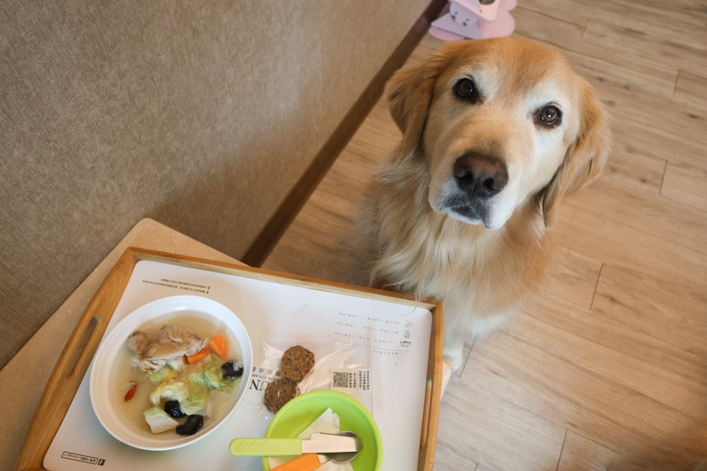 嘉義寵物友善住宿|冠閣大飯店。贈送毛孩鮮食晚餐、嘉義市區飯店、自助早餐、嘉義平價飯店推薦 - 第26張圖 嘉義寵物友善住宿|冠閣大飯店。贈送毛孩鮮食晚餐、嘉義市區飯店、自助早餐、嘉義平價飯店推薦