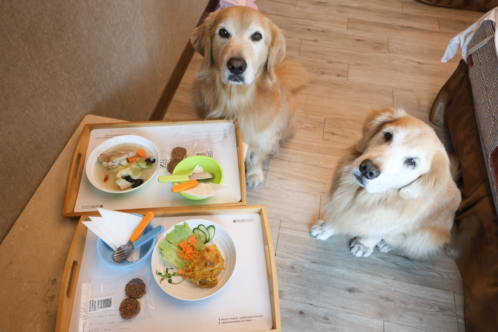 嘉義寵物友善住宿|冠閣大飯店。贈送毛孩鮮食晚餐、嘉義市區飯店、自助早餐、嘉義平價飯店推薦 - 第25張圖 嘉義寵物友善住宿|冠閣大飯店。贈送毛孩鮮食晚餐、嘉義市區飯店、自助早餐、嘉義平價飯店推薦