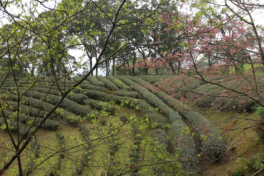 禾煦熊空攻略|三峽景點推薦、門票停車、林畔咖啡、熊棧餐廳、新北寵物友善景點 - 第23張圖 禾煦熊空攻略|三峽景點推薦、門票停車、林畔咖啡、熊棧餐廳、新北寵物友善景點