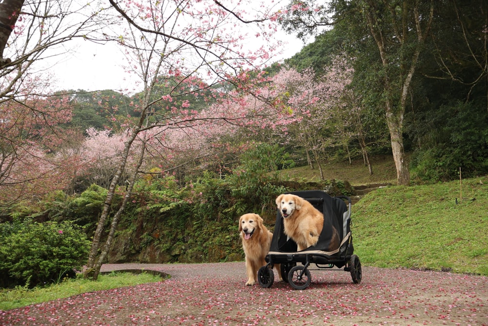 禾煦熊空攻略|三峽景點推薦、門票停車、林畔咖啡、熊棧餐廳、新北寵物友善景點 - 第26張圖 禾煦熊空攻略|三峽景點推薦、門票停車、林畔咖啡、熊棧餐廳、新北寵物友善景點