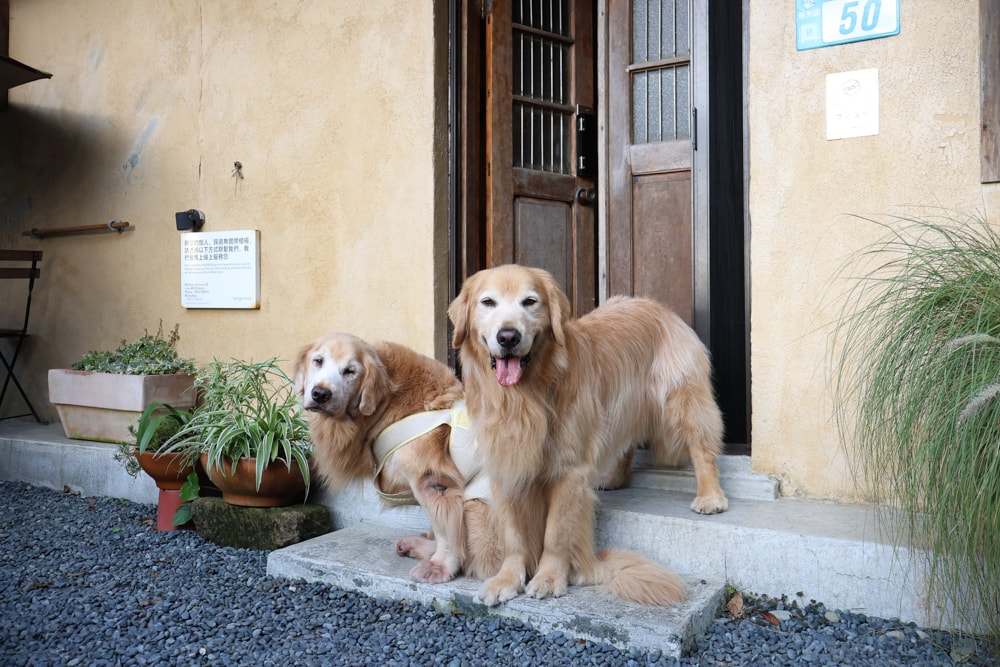 九份民宿推薦|暮石民宿。九份老街步行30秒、寵物友善住宿、山城老屋包棟民宿、2-5人包棟 - 第12張圖 九份民宿推薦|暮石民宿。九份老街步行30秒、寵物友善住宿、山城老屋包棟民宿、2-5人包棟