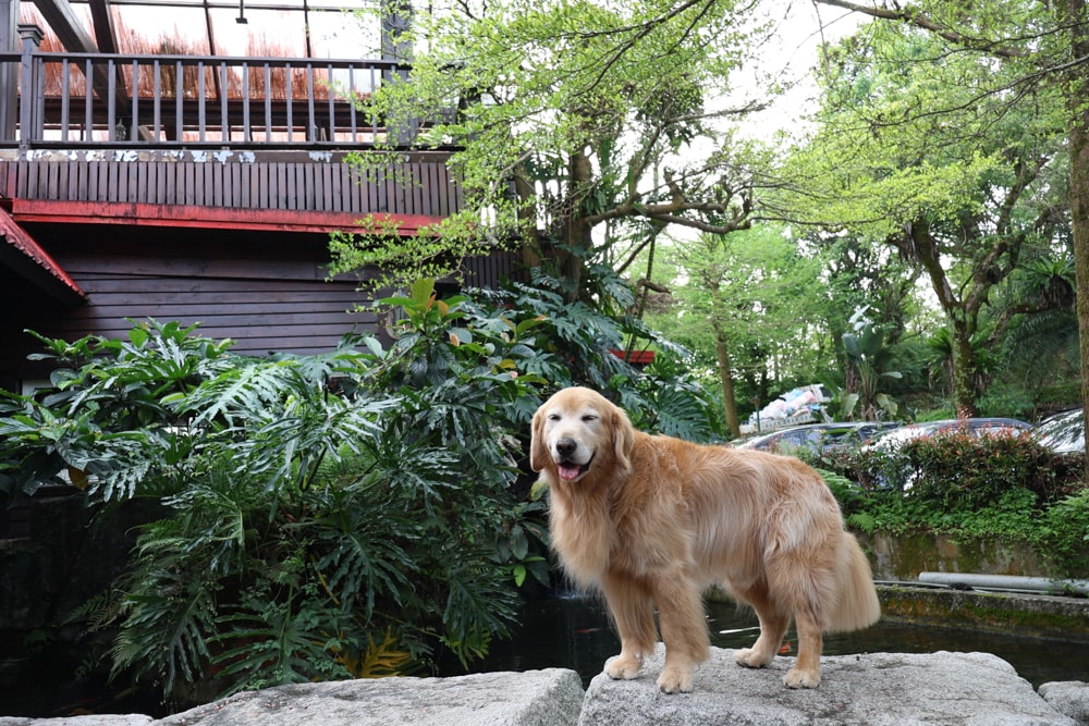 宜蘭冬山山林系住宿推薦｜香格里拉休閒農場。蘭陽平原美景＋天空鞦韆＋寵物友善一泊二食