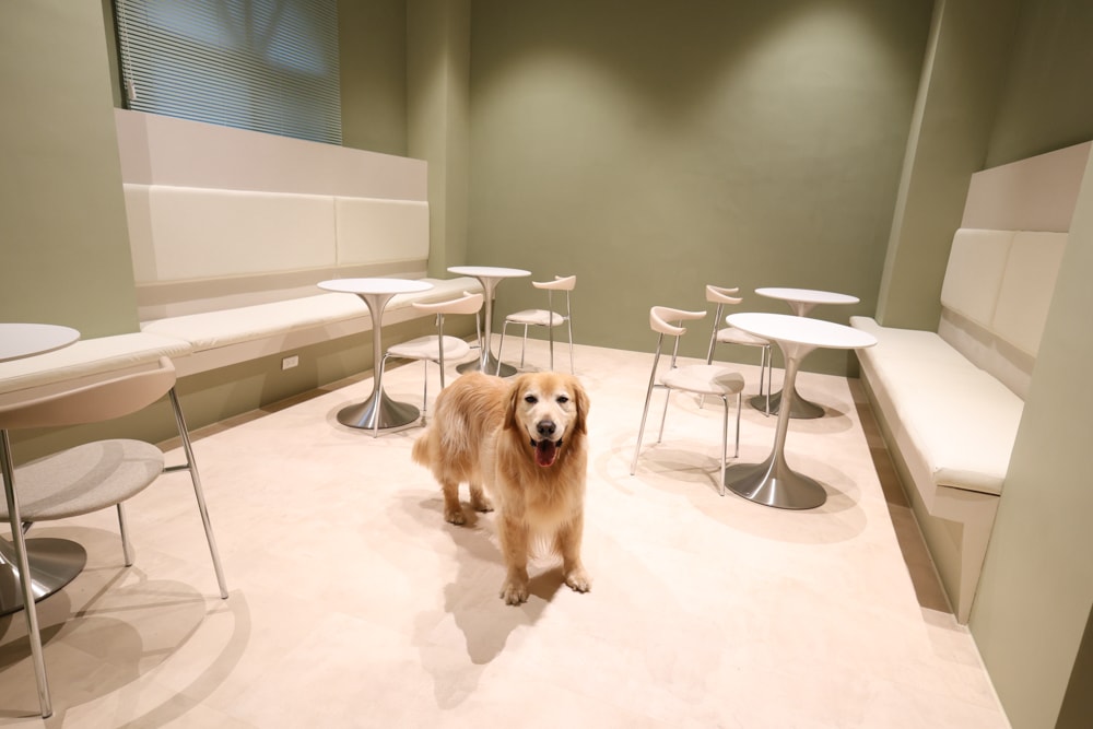 台中寵物友善住宿｜佩德先生 Mr.Petter 。北屯高質感旅店、毛孩可進房、24小時點心飲料