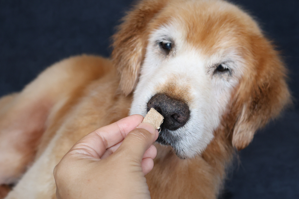 GoodNoze 狗狗凍乾主食開箱｜100%紐西蘭天然肉源，挑嘴狗、老犬必看凍乾主食推薦