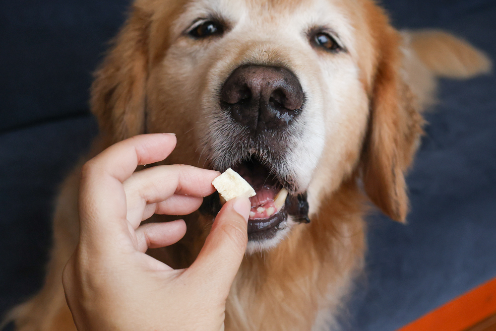 GoodNoze 狗狗凍乾主食開箱｜100%紐西蘭天然肉源，挑嘴狗、老犬必看凍乾主食推薦