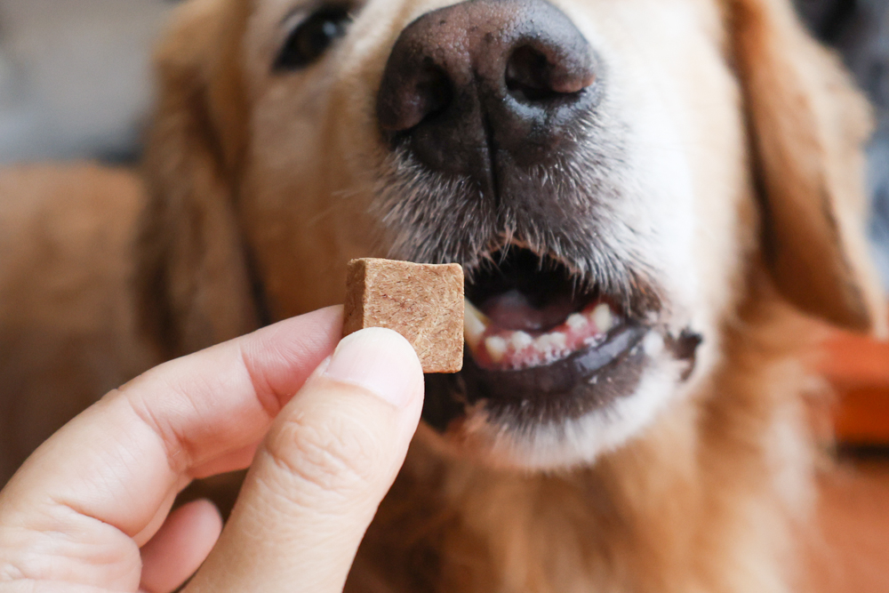 GoodNoze 狗狗凍乾主食開箱｜100%紐西蘭天然肉源，挑嘴狗、老犬必看凍乾主食推薦