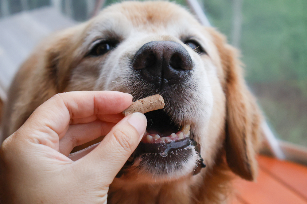 GoodNoze 狗狗凍乾主食開箱｜100%紐西蘭天然肉源，挑嘴狗、老犬必看凍乾主食推薦