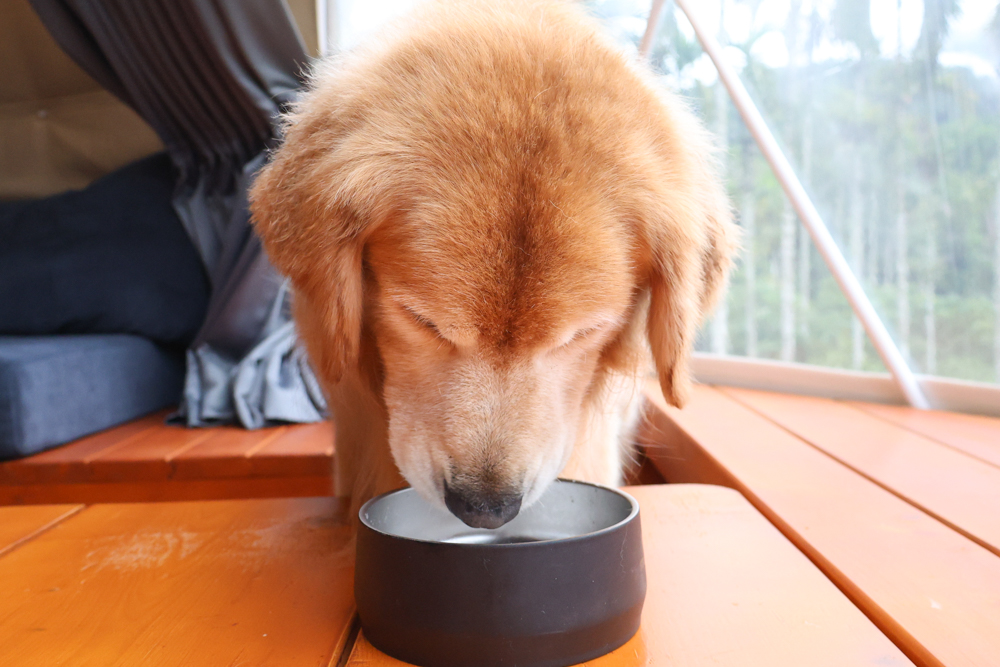 GoodNoze 狗狗凍乾主食開箱｜100%紐西蘭天然肉源，挑嘴狗、老犬必看凍乾主食推薦