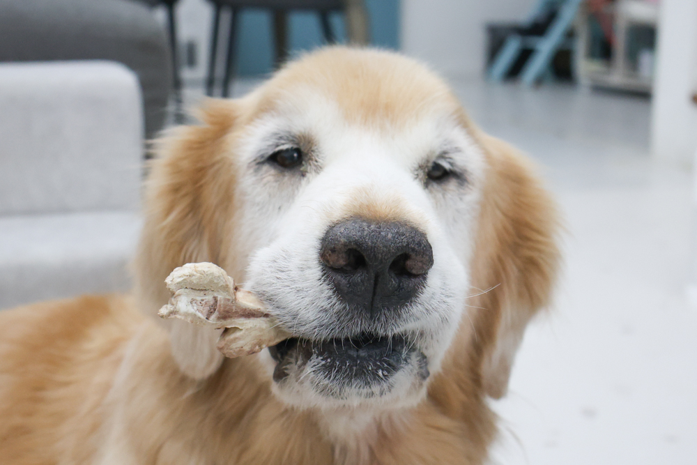 GoodNoze 狗狗凍乾主食開箱｜100%紐西蘭天然肉源，挑嘴狗、老犬必看凍乾主食推薦