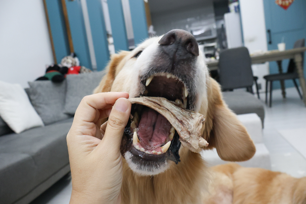 GoodNoze 狗狗凍乾主食開箱｜100%紐西蘭天然肉源，挑嘴狗、老犬必看凍乾主食推薦