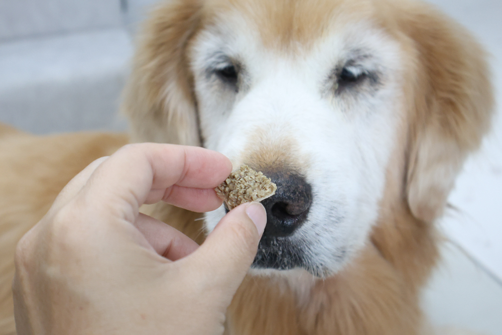 GoodNoze 狗狗凍乾主食開箱｜100%紐西蘭天然肉源，挑嘴狗、老犬必看凍乾主食推薦