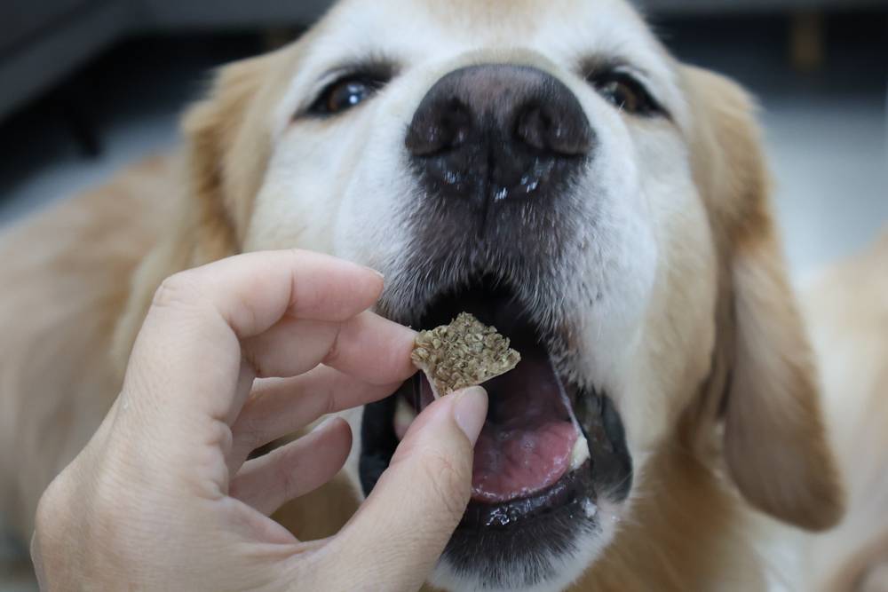 GoodNoze 狗狗凍乾主食開箱｜100%紐西蘭天然肉源，挑嘴狗、老犬必看凍乾主食推薦