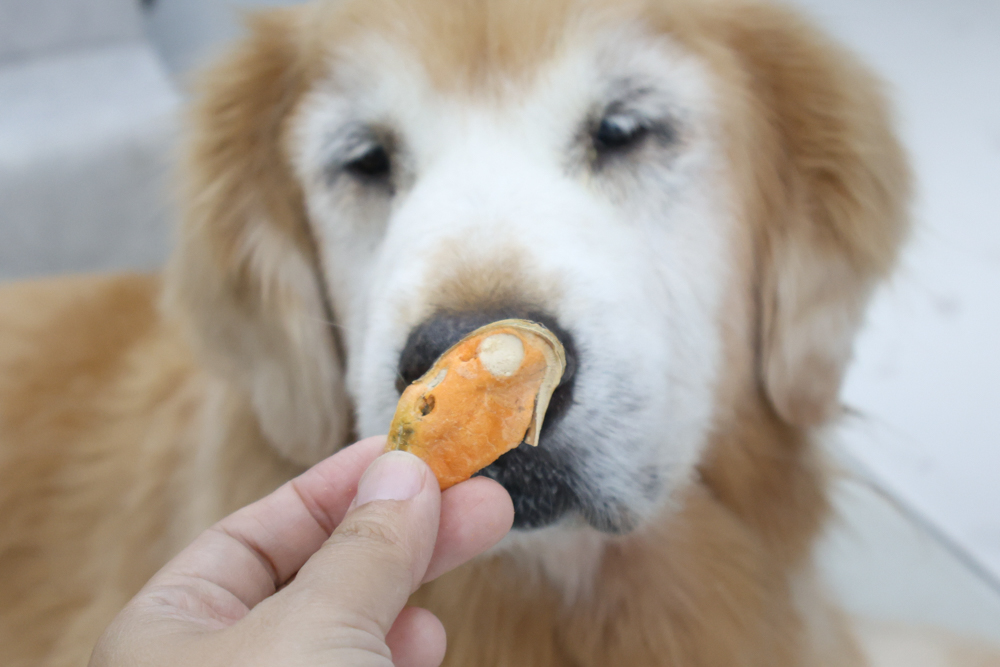 GoodNoze 狗狗凍乾主食開箱｜100%紐西蘭天然肉源，挑嘴狗、老犬必看凍乾主食推薦