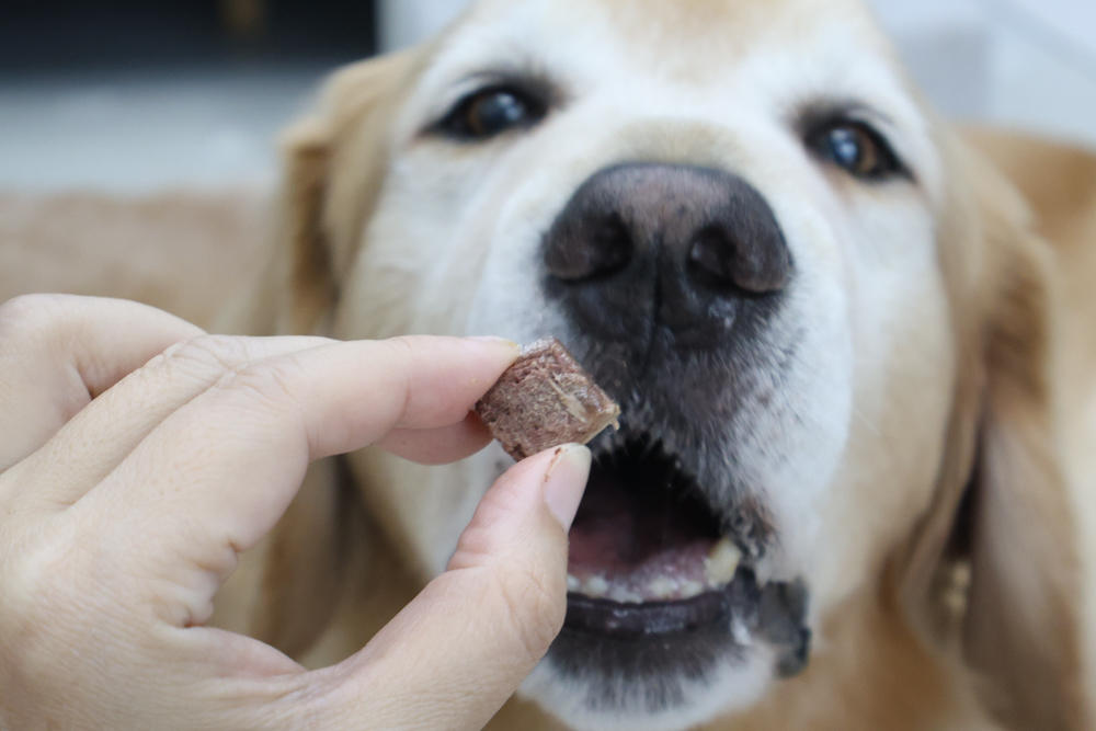 GoodNoze 狗狗凍乾主食開箱｜100%紐西蘭天然肉源，挑嘴狗、老犬必看凍乾主食推薦