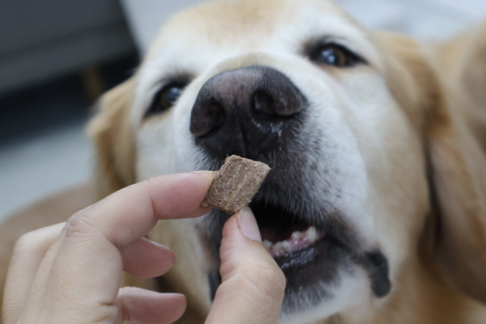 GoodNoze 狗狗凍乾主食開箱｜100%紐西蘭天然肉源，挑嘴狗、老犬必看凍乾主食推薦