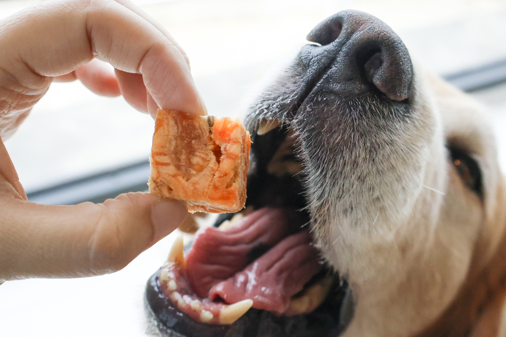 GoodNoze 狗狗凍乾主食開箱｜100%紐西蘭天然肉源，挑嘴狗、老犬必看凍乾主食推薦