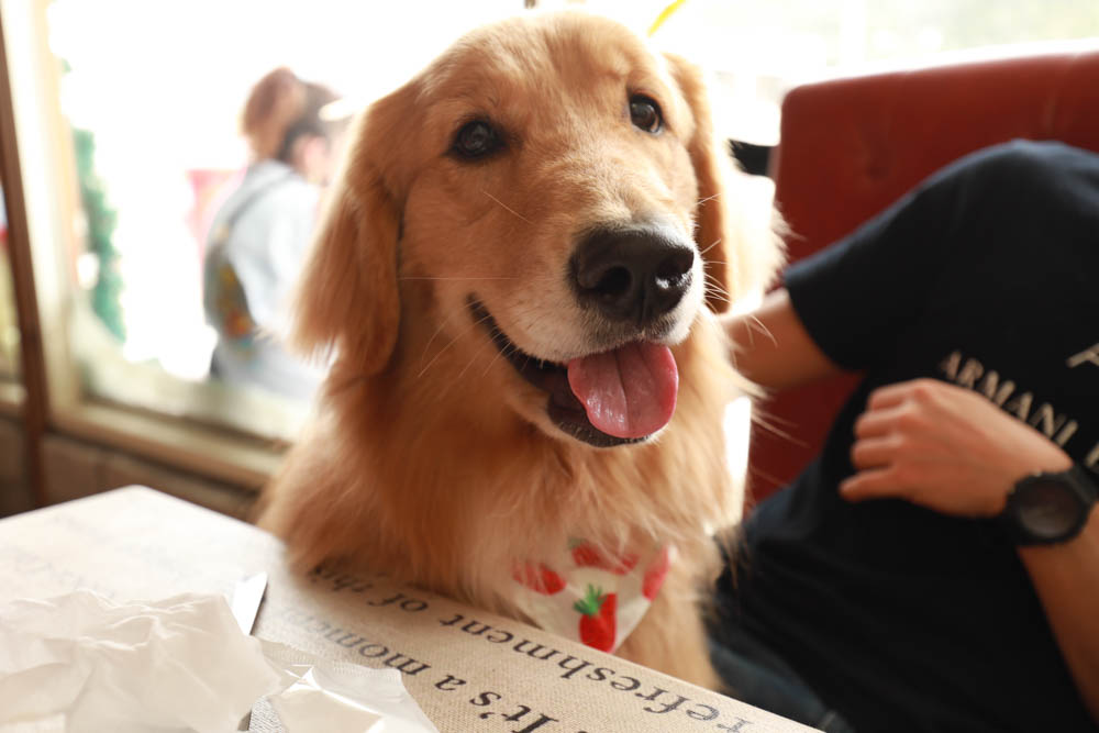 苗栗大湖美食|Route3三號公路。美國公路上經典復古美式餐廳、寵物友善餐廳、美式漢堡炸雞奶昔 - 第21張圖 苗栗大湖美食|Route3三號公路。美國公路上經典復古美式餐廳、寵物友善餐廳、美式漢堡炸雞奶昔