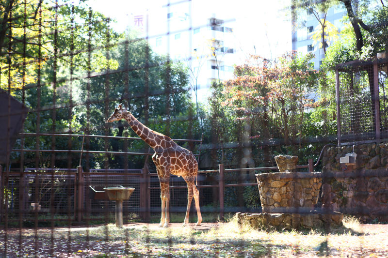 上野動物園-44.jpg
