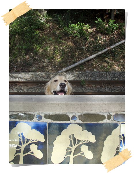 集集綠色隧道.車站遊