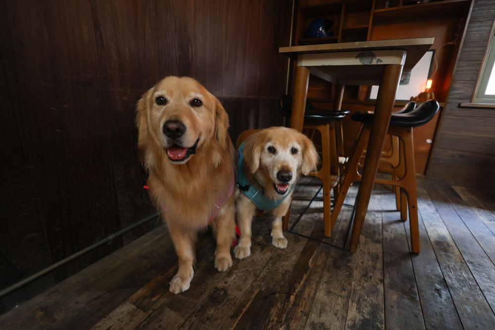 花蓮美食｜Sista mill 磨粉姊姊咖啡輕食。寵物友善餐廳、早午餐、手工碳烤歐風野生酵母麵包