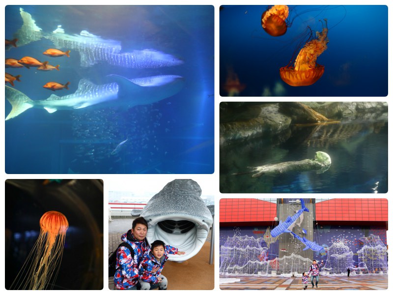 大阪親子景點推薦 天保山海遊館osaka Aquarium Kaiyukan 世界上最大的室內水族館 親子旅遊必訪 洛基小聿媽