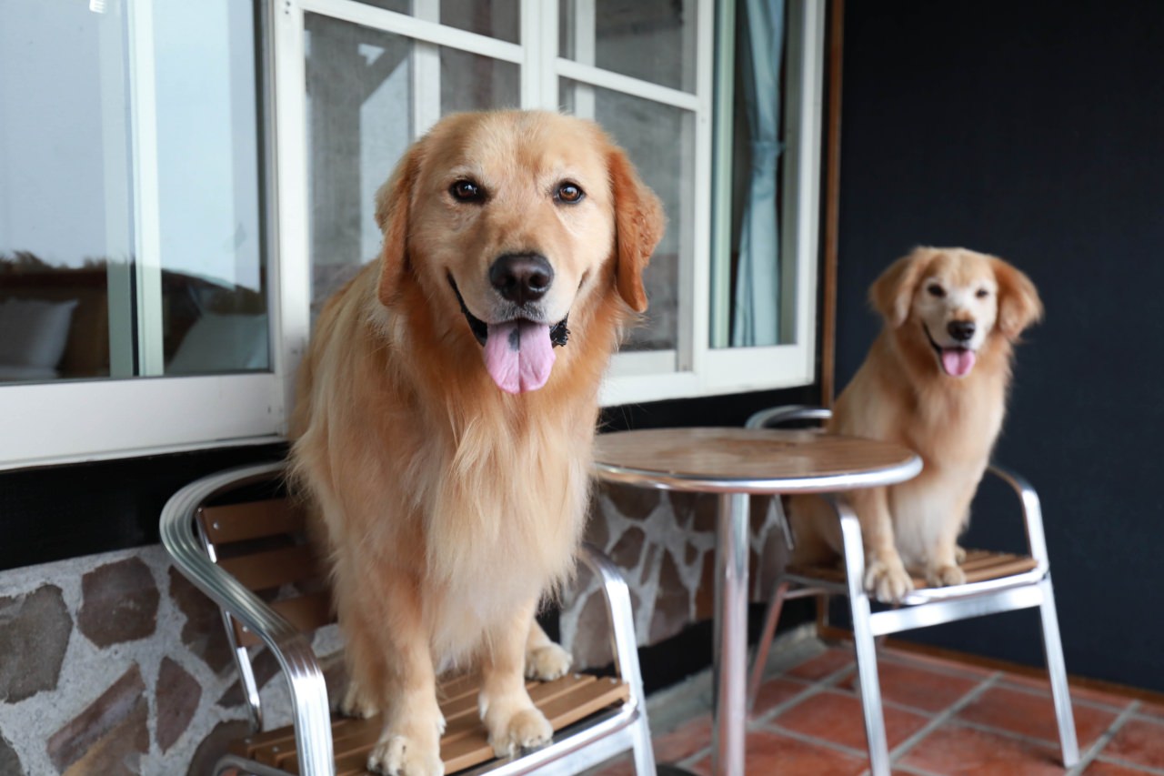 清境茲心園渡假山莊｜清境寵物友善民宿、眺望絕美碧湖最佳地理位置、擁抱療癒山嵐美景！！