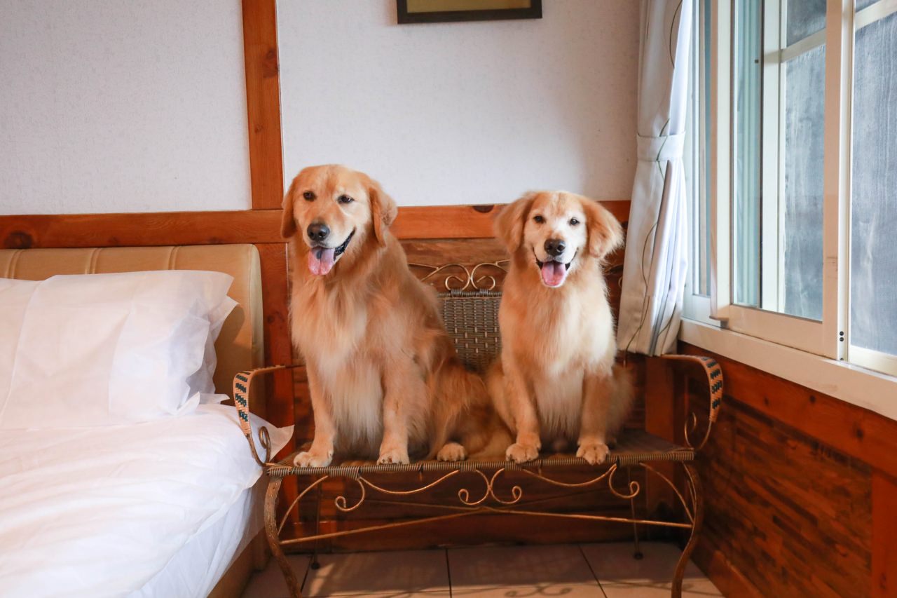 清境茲心園渡假山莊｜清境寵物友善民宿、眺望絕美碧湖最佳地理位置、擁抱療癒山嵐美景！！