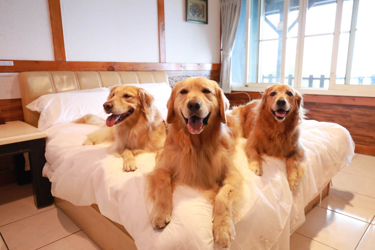 清境茲心園渡假山莊｜清境寵物友善民宿、眺望絕美碧湖最佳地理位置、擁抱療癒山嵐美景！！