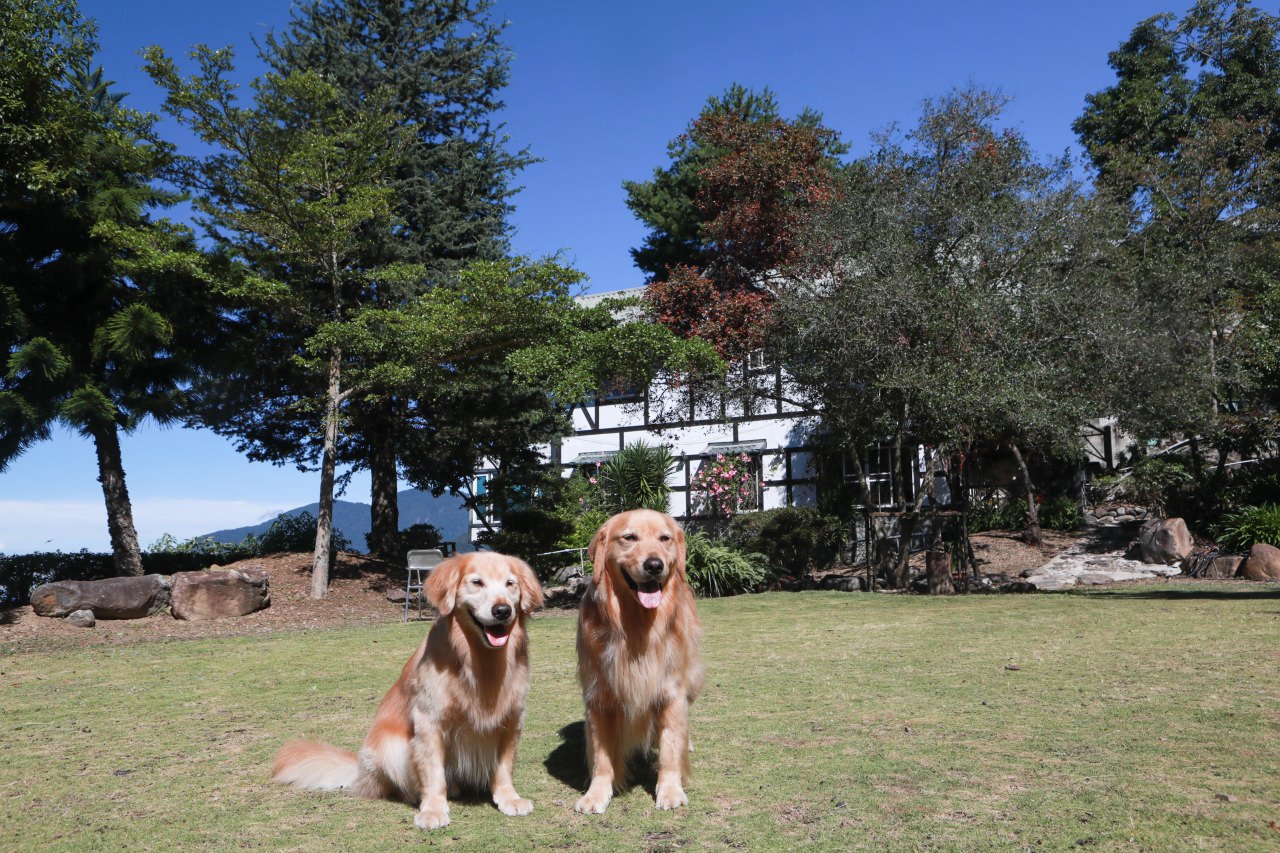 清境茲心園渡假山莊｜清境寵物友善民宿、眺望絕美碧湖最佳地理位置、擁抱療癒山嵐美景！！