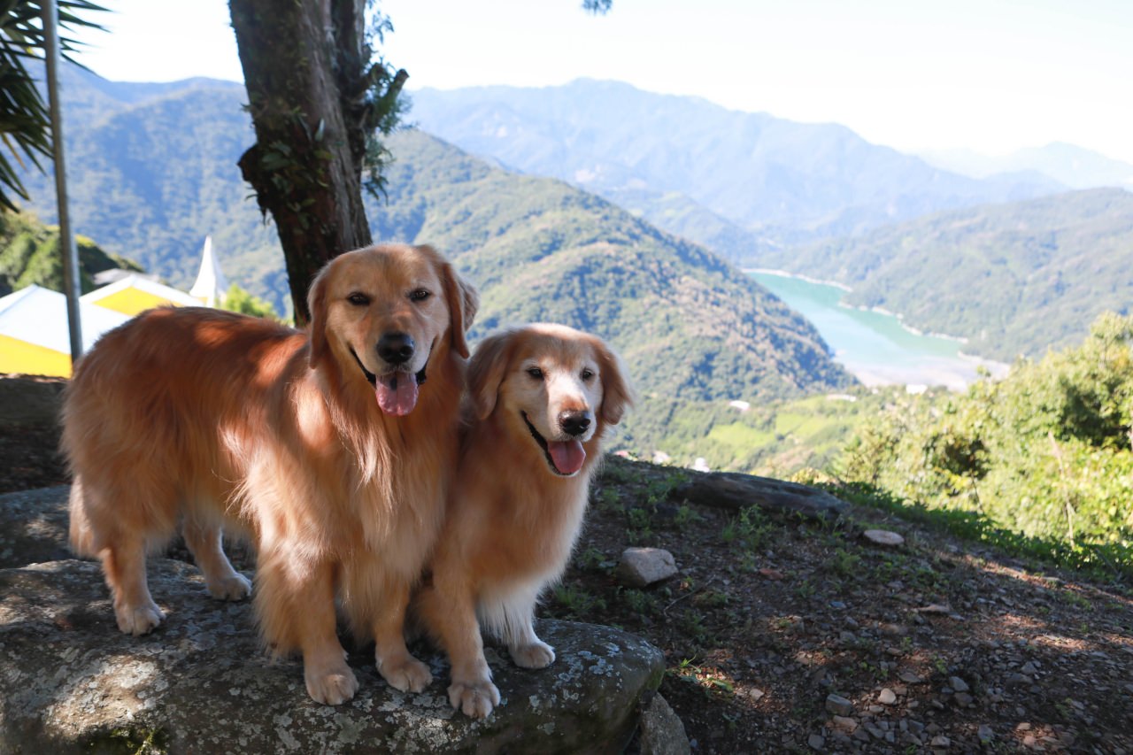 清境茲心園渡假山莊｜清境寵物友善民宿、眺望絕美碧湖最佳地理位置、擁抱療癒山嵐美景！！