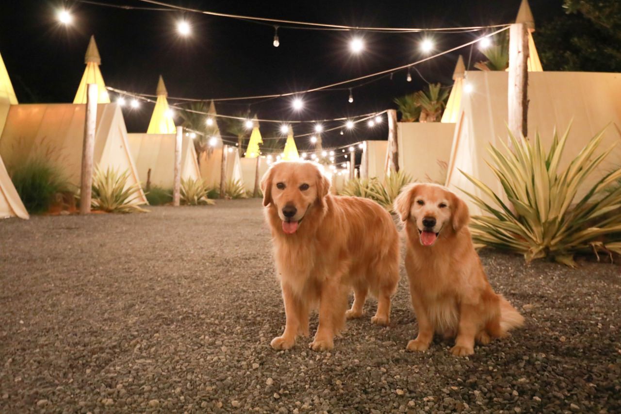 花蓮懶人露營|高巢休閒農場。寵物友善、一泊二食免裝備豪華露營、必玩超刺激沙灘車 - 第34張圖 花蓮懶人露營|高巢休閒農場。寵物友善、一泊二食免裝備豪華露營、必玩超刺激沙灘車