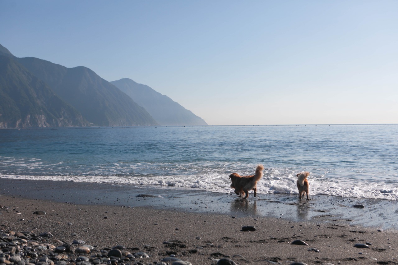 花蓮懶人露營|高巢休閒農場。寵物友善、一泊二食免裝備豪華露營、必玩超刺激沙灘車 - 第21張圖 花蓮懶人露營|高巢休閒農場。寵物友善、一泊二食免裝備豪華露營、必玩超刺激沙灘車