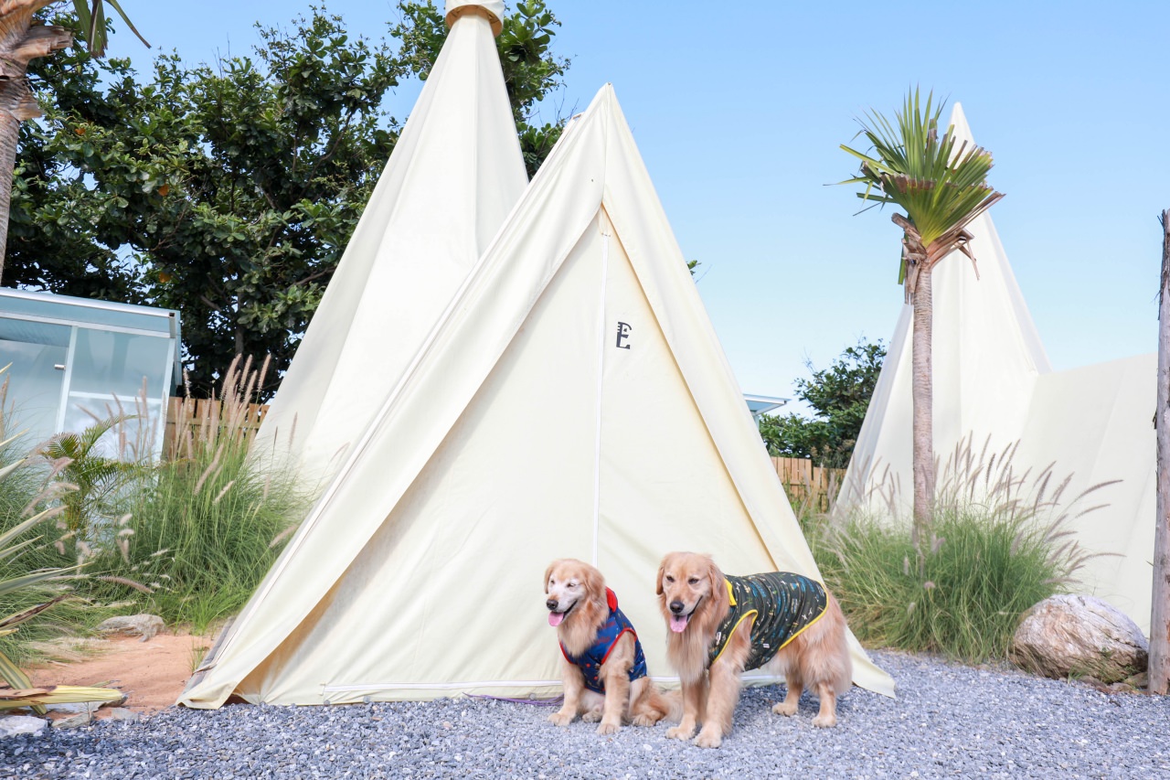 花蓮懶人露營|高巢休閒農場。寵物友善、一泊二食免裝備豪華露營、必玩超刺激沙灘車 - 第3張圖 花蓮懶人露營|高巢休閒農場。寵物友善、一泊二食免裝備豪華露營、必玩超刺激沙灘車