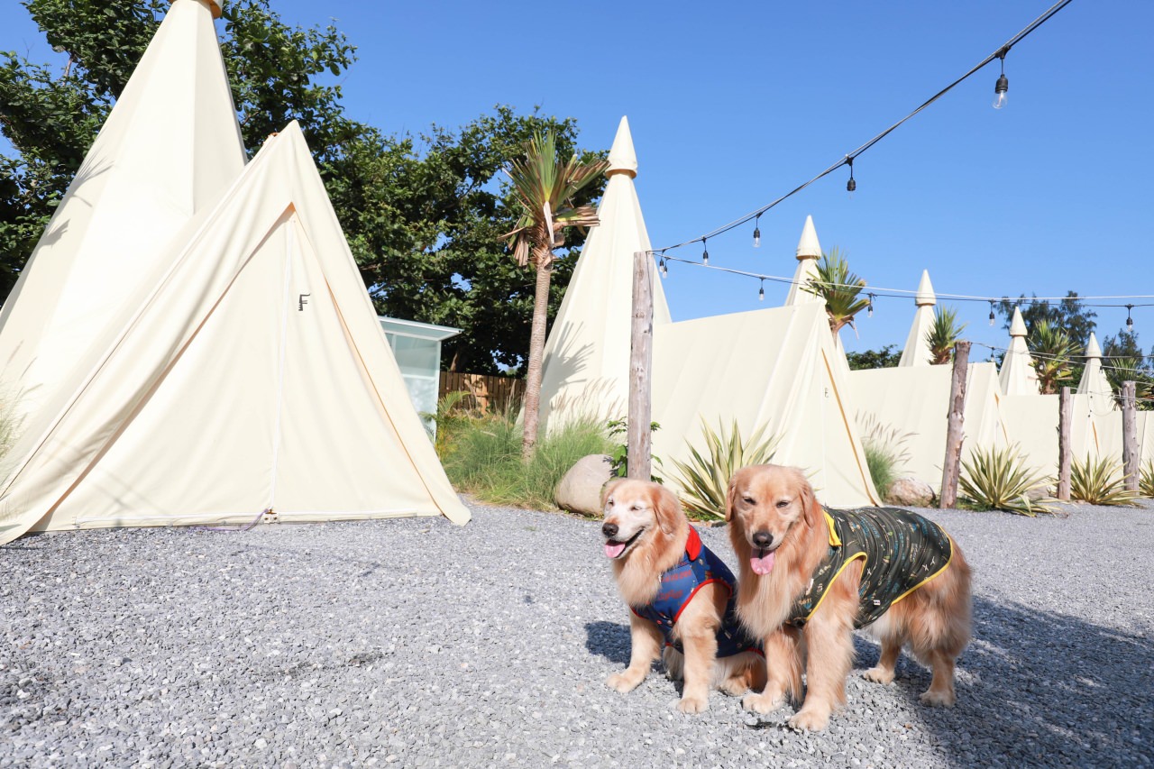 花蓮懶人露營|高巢休閒農場。寵物友善、一泊二食免裝備豪華露營、必玩超刺激沙灘車 - 第1張圖 花蓮懶人露營|高巢休閒農場。寵物友善、一泊二食免裝備豪華露營、必玩超刺激沙灘車
