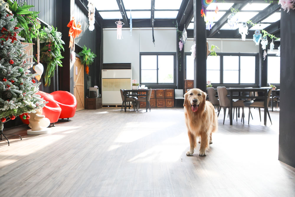 花蓮美食｜花蓮woof汪寵物餐廳、汪woof cafe。花蓮寵物餐廳、十隻超萌巨貴陪伴拍照玩耍、大草皮、花蓮室內景點、花蓮雨天景點