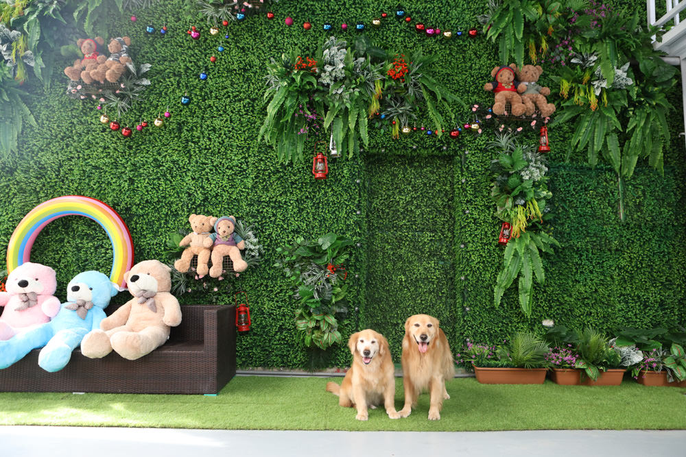 花蓮美食｜花蓮woof汪寵物餐廳、汪woof cafe。花蓮寵物餐廳、十隻超萌巨貴陪伴拍照玩耍、大草皮、花蓮室內景點、花蓮雨天景點