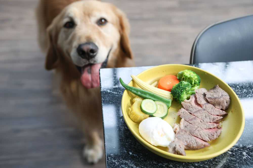 花蓮美食｜花蓮woof汪寵物餐廳、汪woof cafe。花蓮寵物餐廳、十隻超萌巨貴陪伴拍照玩耍、大草皮、花蓮室內景點、花蓮雨天景點
