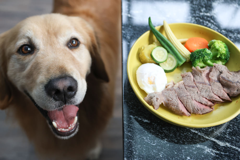 花蓮美食｜花蓮woof汪寵物餐廳、汪woof cafe。花蓮寵物餐廳、十隻超萌巨貴陪伴拍照玩耍、大草皮、花蓮室內景點、花蓮雨天景點