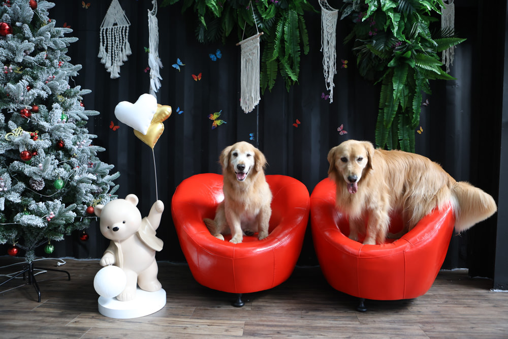 花蓮美食｜花蓮woof汪寵物餐廳、汪woof cafe。花蓮寵物餐廳、十隻超萌巨貴陪伴拍照玩耍、大草皮、花蓮室內景點、花蓮雨天景點