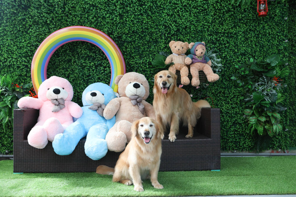 花蓮美食｜花蓮woof汪寵物餐廳、汪woof cafe。花蓮寵物餐廳、十隻超萌巨貴陪伴拍照玩耍、大草皮、花蓮室內景點、花蓮雨天景點